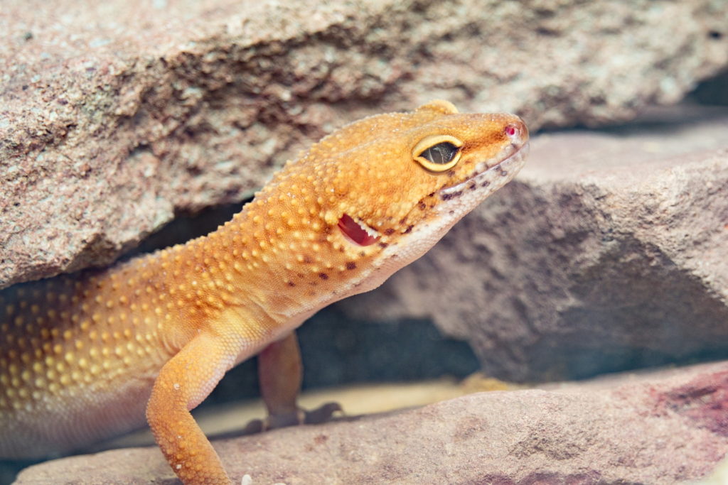 leopard gecko facts - habitat