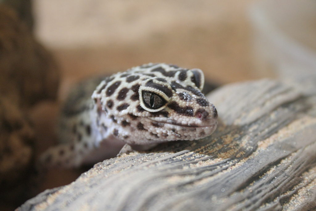 leopard gecko facts - last image