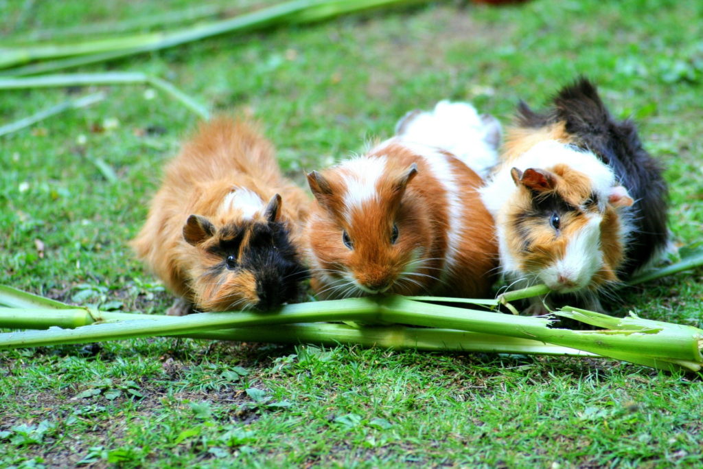skinny-pigs-guinea-pigs eating