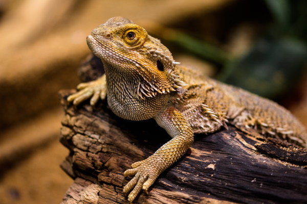 bearded dragons - best beginner reptiles?