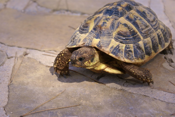 Russian tortoise - not one of the best beginner reptiles.