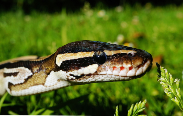 Royal Pythons are one of the greatest beginner reptiles for those interested in snakes.