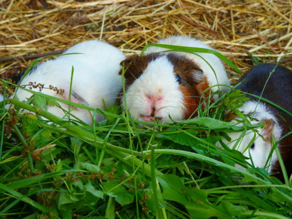 Guinea Pig Diet - guinea pigs eat fresh food