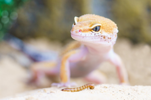 best beginner reptiles - leopard geckos