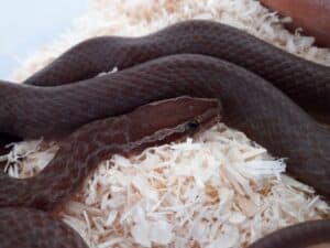 best beginner snakes - house snake
