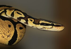 best beginner snakes - royal python