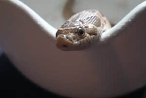 best beginner snakes - western hognose