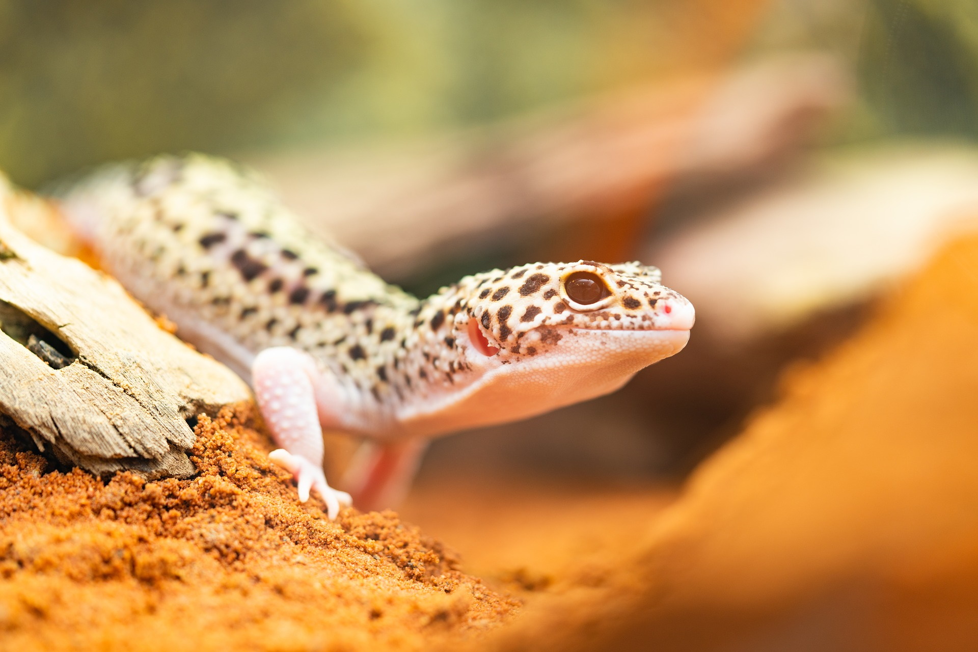 10 Awesome Leopard Gecko Facts You Might Not Know!