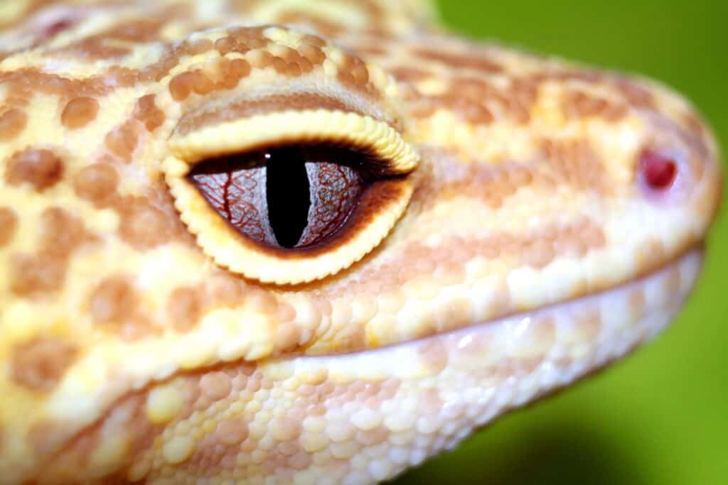 tremper albino leopard gecko - eye shot