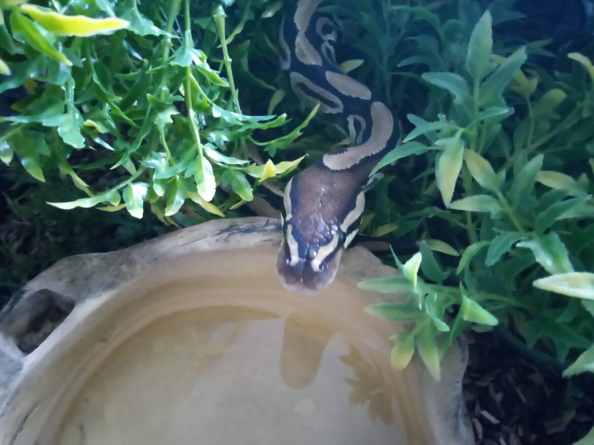 The Complete Royal Python Care Guide in 10 minutes