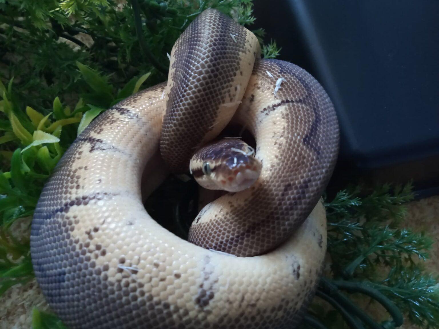 The Complete Royal Python Care Guide in 10 minutes