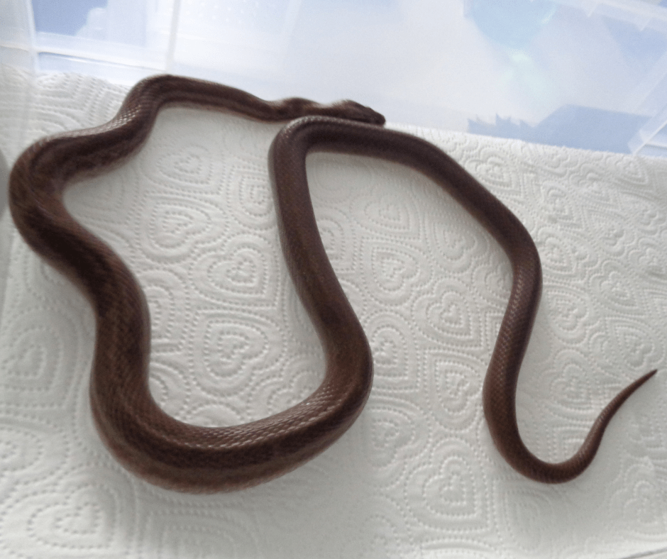 African House Snake Pet Care
