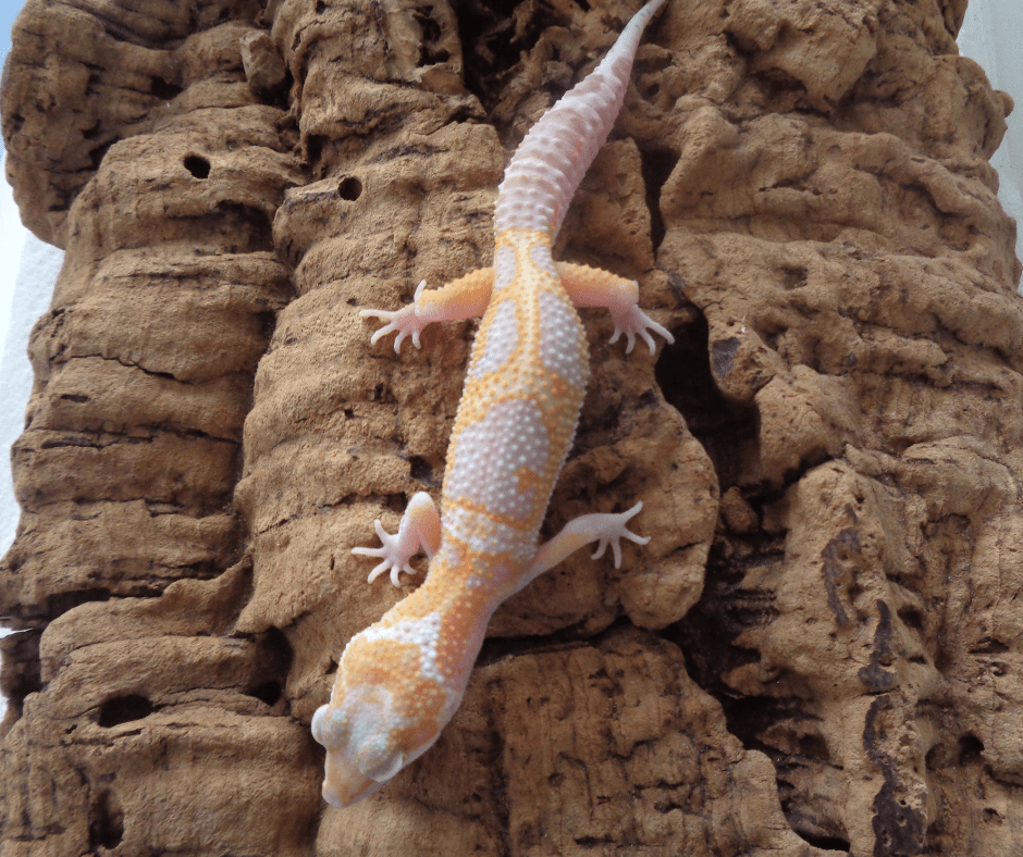 tremper albino leopard gecko