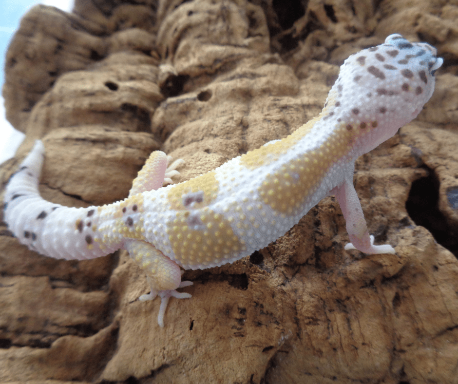 leopard gecko excavator clay - Google Search