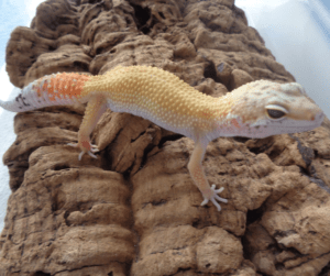 A super hypo leopard gecko