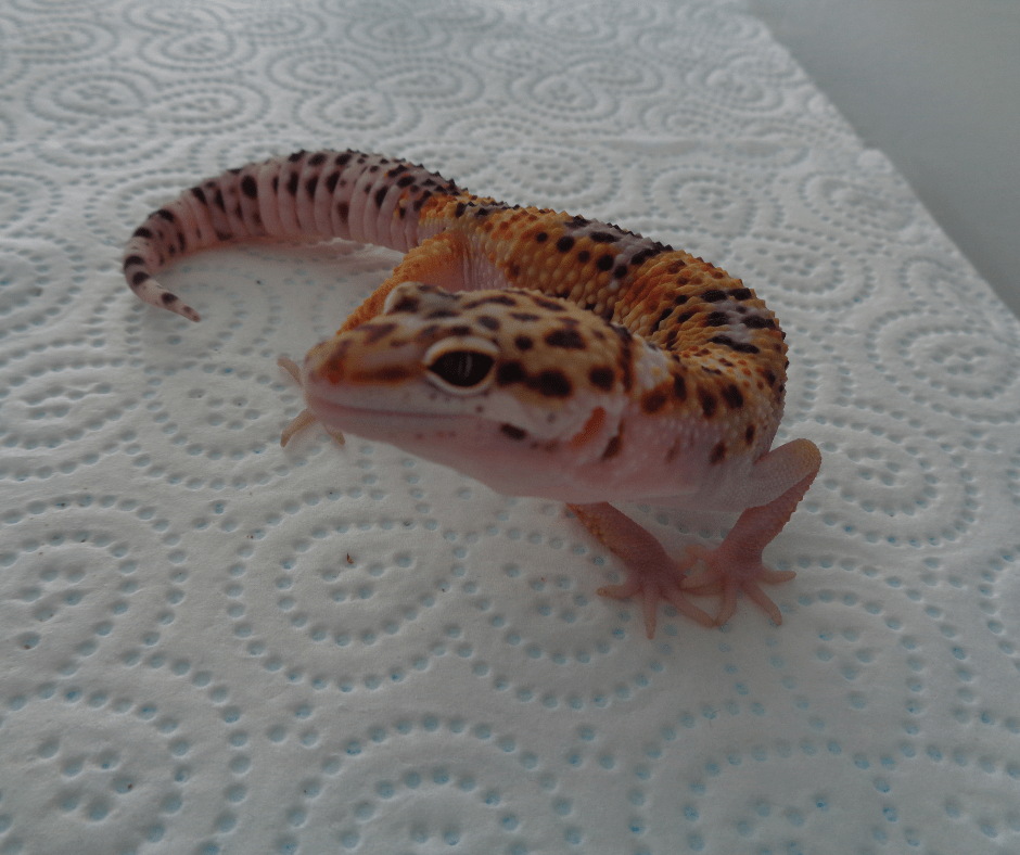 Leopard Gecko Lifespan - What is their Maximum Age?