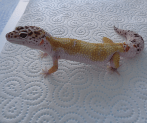 leopard gecko lifespan